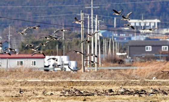 흥해 들녘 찾아온 기러기떼