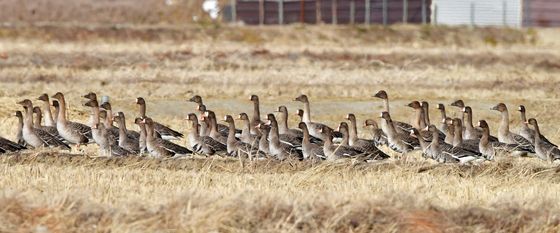 주변 살피는 큰기러기와 쇠기러기