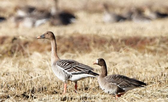 체급이 다른 큰기러기와 쇠기러기