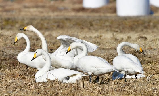 큰고니들의 휴식