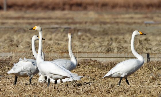 사방 살피는 큰고니