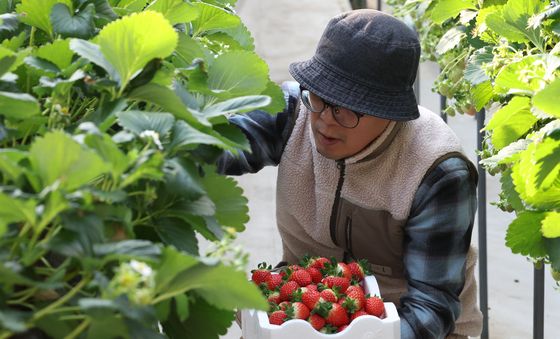 제철 맞은 겨울 딸기