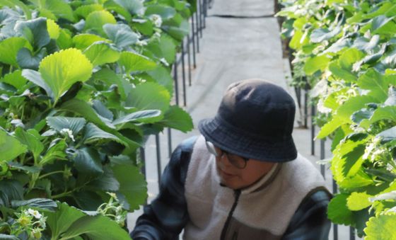 제철 맞은 겨울 딸기