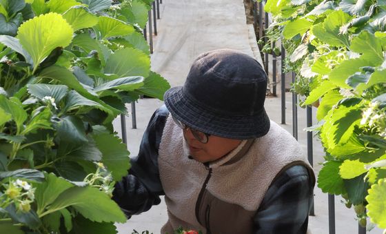 제철 맞은 겨울 딸기