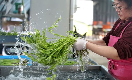봄기운 가득 머금은 팔공산 미나리