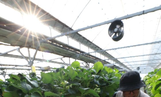 한파 속 딸기 수확 한창