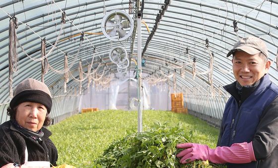 한파 뚫고 나온 팔공산 미나리