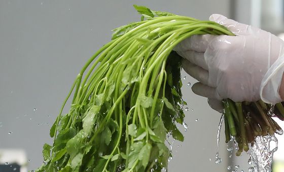 싱그러운 팔공산 미나리