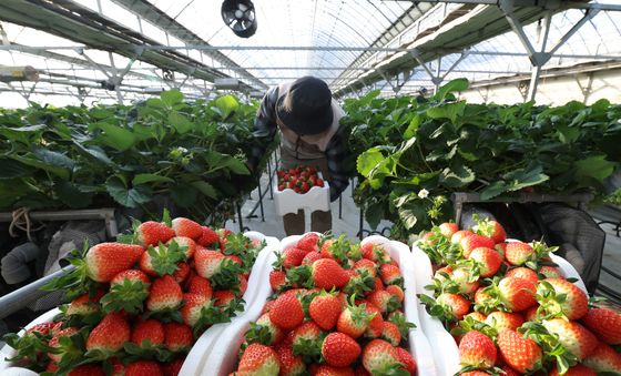 분주한 딸기 수확