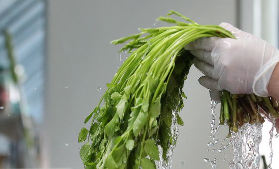 겨울철 건강한 밥상 '팔공산 미나리'