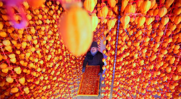 임금님 진상품 하양고종시 곶감