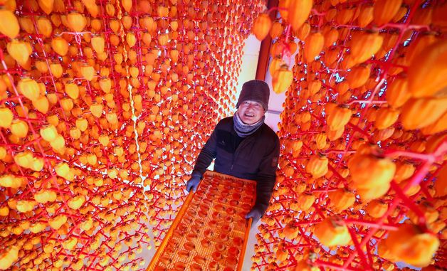 곶감축제에 선보일 함양고종시 곶감