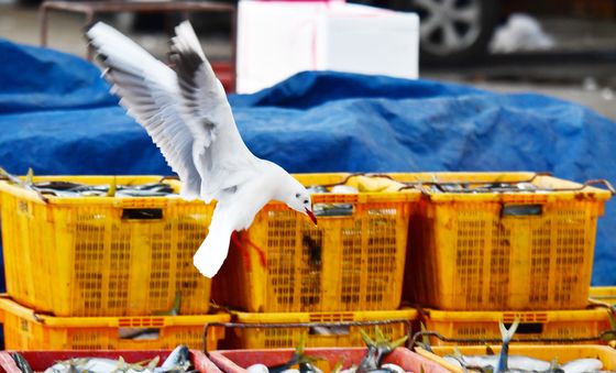 생선 노리는 '도둑' 갈매기