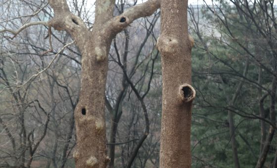환경보건시민센터 '경희궁 벌목 중단하라'