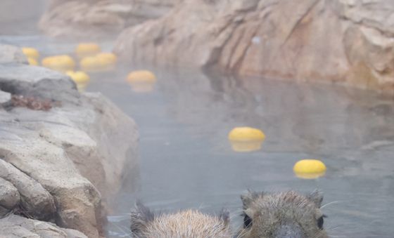 온천욕 즐기는 카피바라