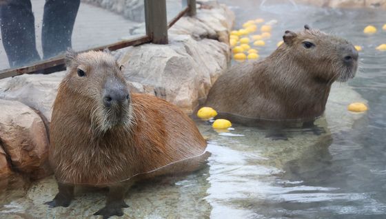 한겨울 따뜻한 온천욕 즐기는 카피바라