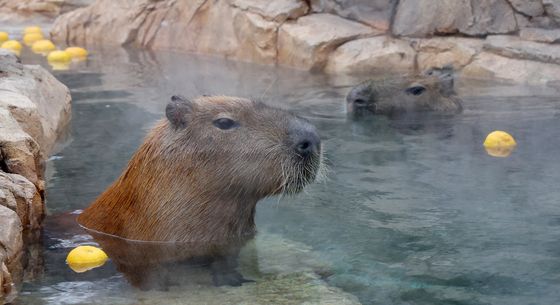 온천욕 즐기는 카피바라