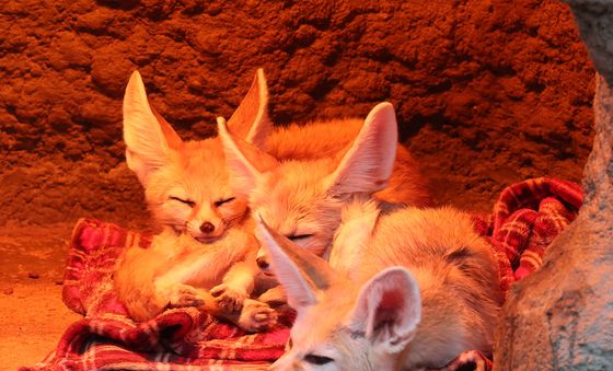 따뜻한 열등 아래서 몸 녹이는 사막여우