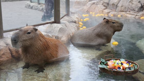 향긋한 유자 향기 맡으며 반신욕 즐겨요