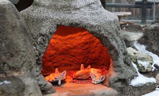 사막여우의 겨울나기