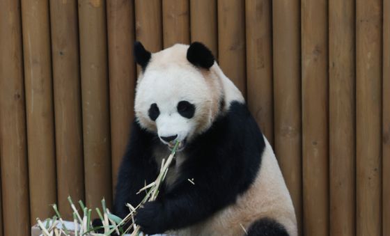 쌍둥이 판다의 겨울나기
