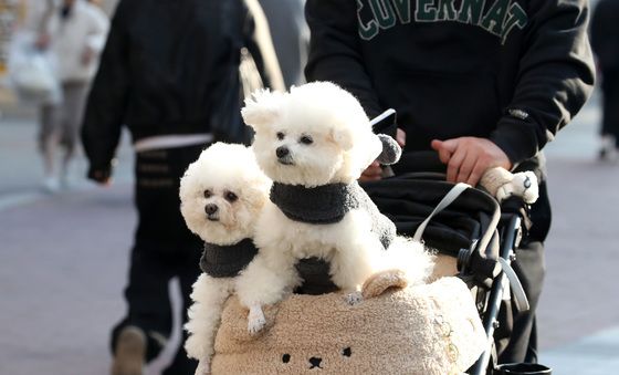 댕댕이 산책하기 좋은 날씨
