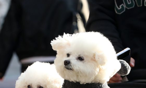 댕댕이 산책하기 좋은 날씨
