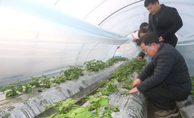 감자 시설농장 점검하는 이승돈 농촌진흥청장