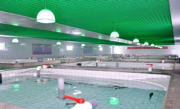 北 청진시에 준공된 '직하대 서양 연어종어장'