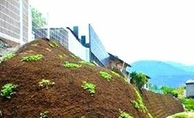 北, 지피식물 '쿠라피아' 조명…"나무와 꽃 잘 가꿔야"