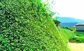 평양잔디연구소, 식물 '쿠라피아' 생산 확장…"원림녹화에 유용"