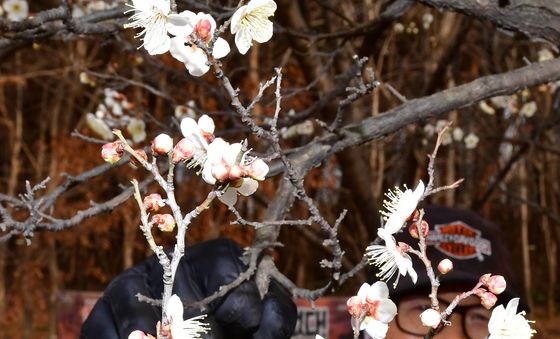 대한(大寒)  앞두고 핀 매화꽃