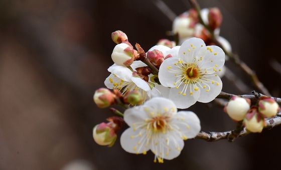 매화가 활짝 피었습니다