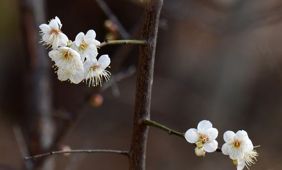 사이좋게 핀 매화꽃