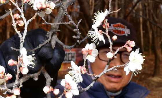 대한 앞두고 매화꽃이 피었구나