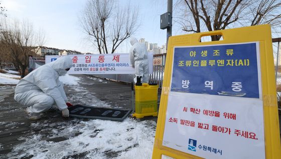 수원 원천저수지 야생조류 폐사체서 고병원성 AI 검출