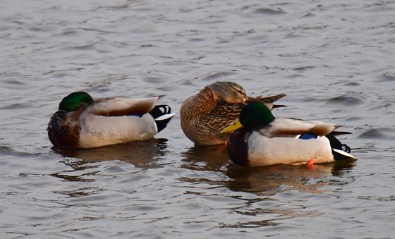 겨울 철새에게도 추운 대한 날씨