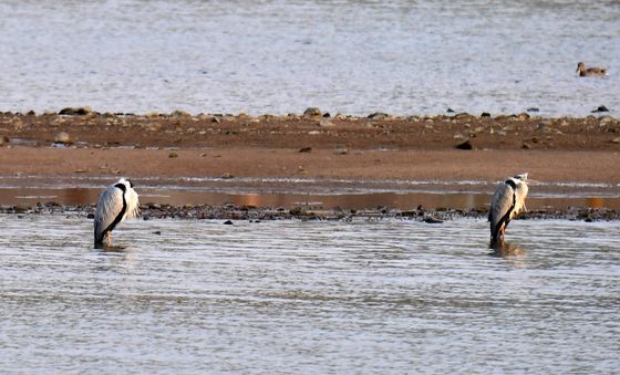 대한 추위에 놀란 여름새 왜가리