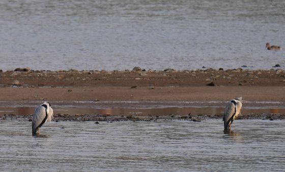 대한 추위에 놀란 왜가리