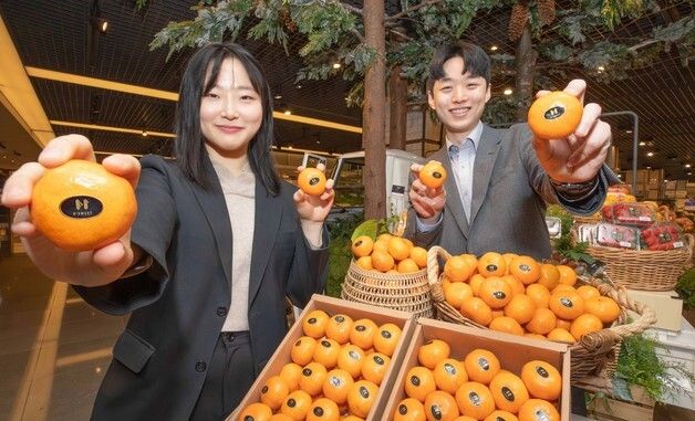 현대백화점, 고당도 감귤 'H스위트 17' 선봬