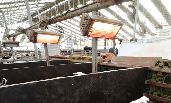 전기난로 쬐는 송아지