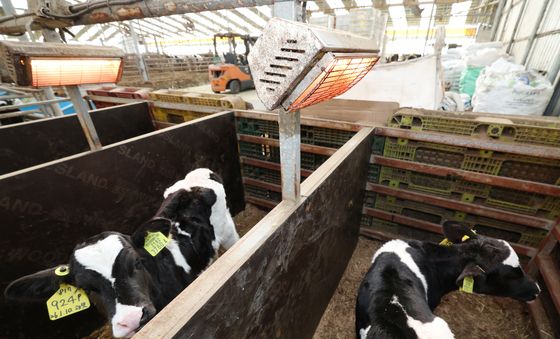 난로 쬐는 송아지