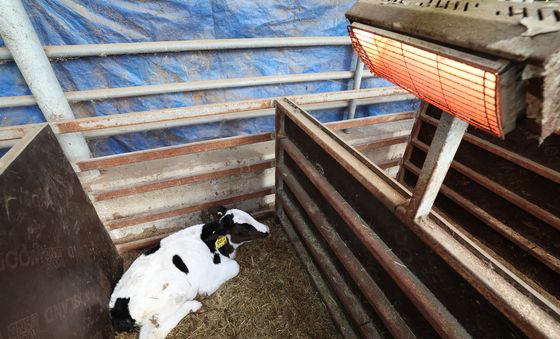 난로 쬐는 송아지