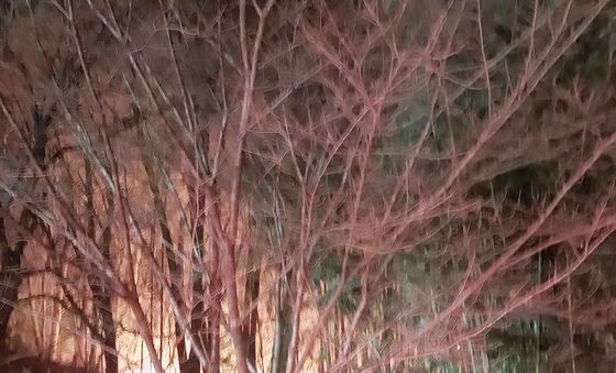 부산 기장군 공장 화재, 산불로 확산