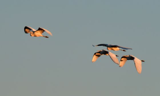 남쪽으로 가는 백로