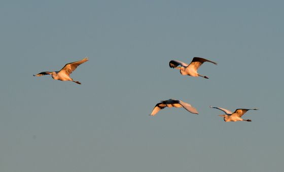 여름새 백로들의 겨울 나기