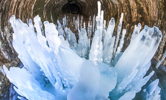 땅에서 자라는 역고드름 '한파가 만든 작품'