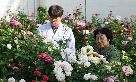 한파 속 향긋한 장미 향기