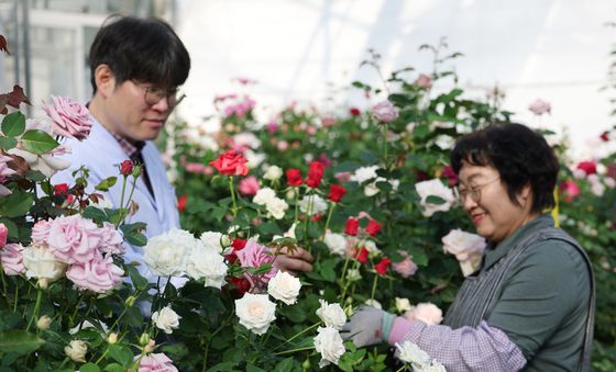 한파 속 향긋한 장미 향기