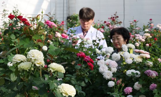 한파 속 피어난 장미